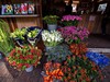 Amsterdam_kvetiny_Radynacestu_foto_Pavel_Spurek.jpg
